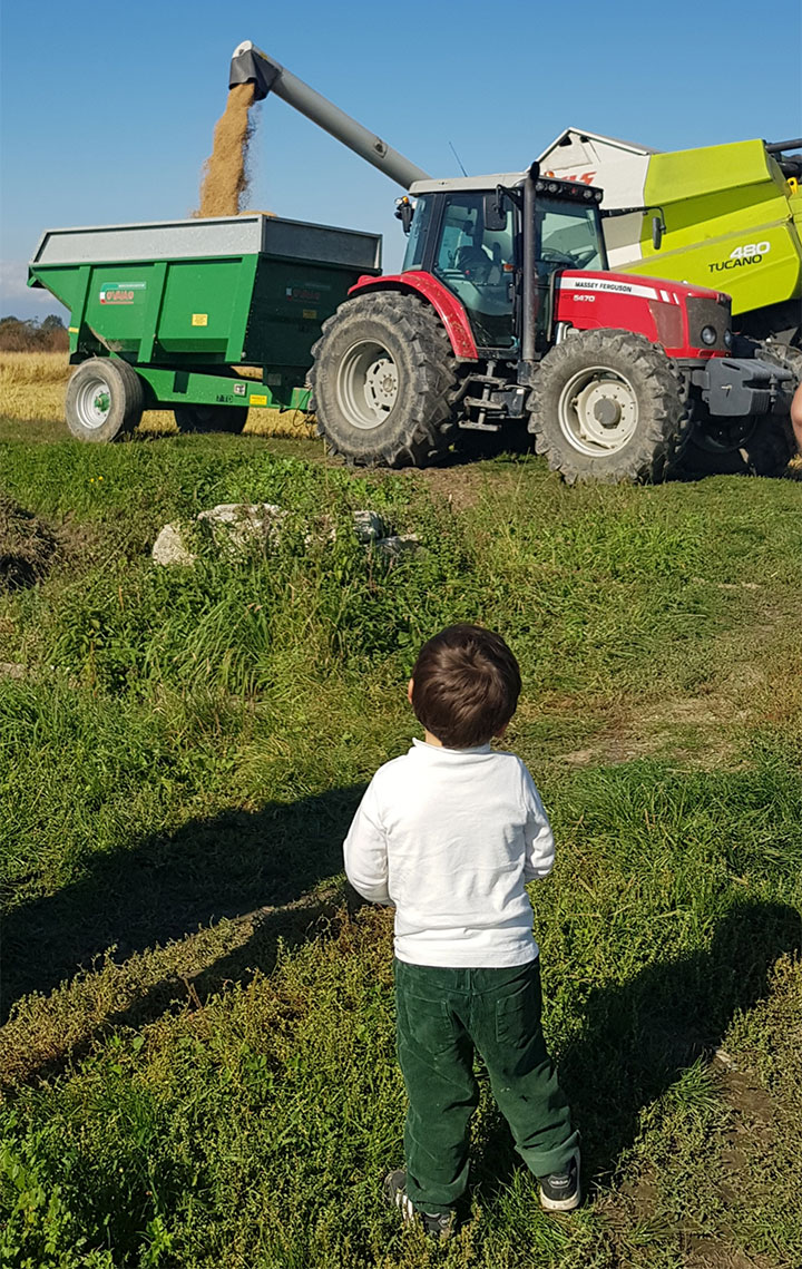 Paddy rice ready to be brought to the Cascina