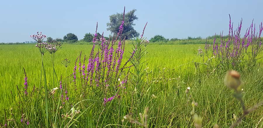Flowers on the paddy field margins