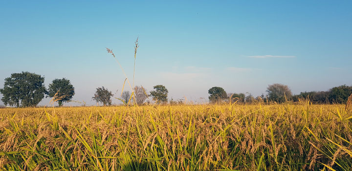 The Apollo rice field