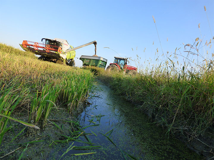 Biodiversity ditches