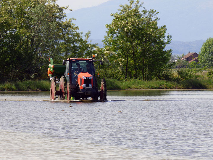 Rice sowing