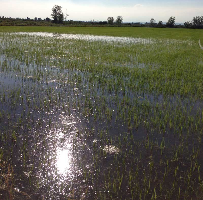 rice plant growth