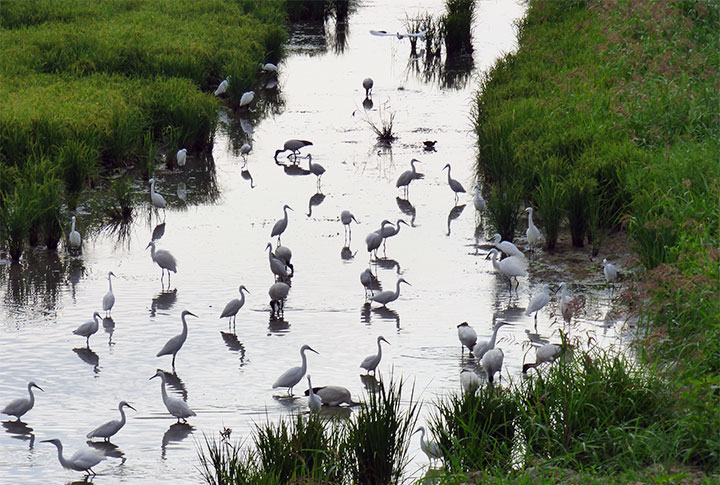Little egrets in the paddy field