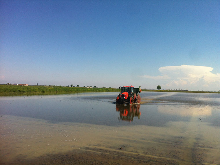 Sowing in the paddy field