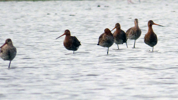 Godwits in paddy field