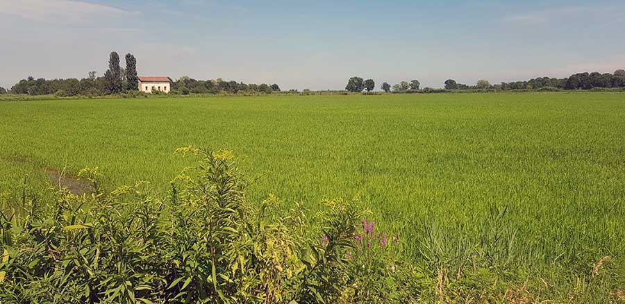 riso in fioritura a fine luglio