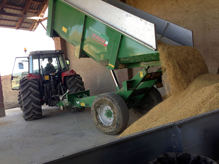 Rice ready for slow drying