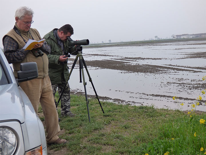 birdwatching con esperti