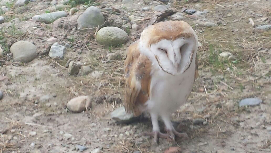 Barn owl