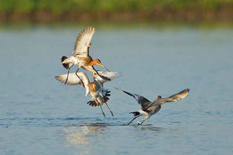 Black-tailed godwit flying