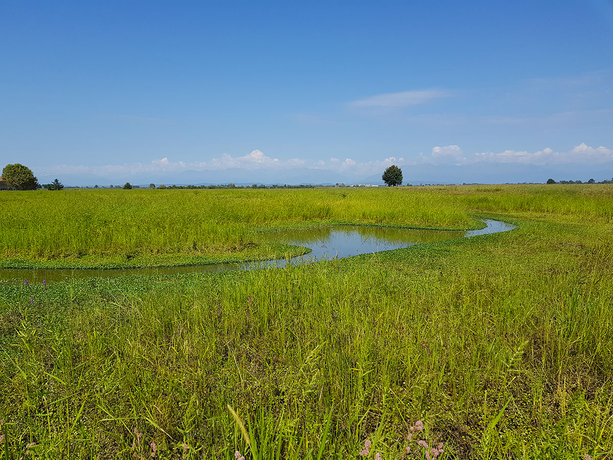 The Natural Wetlands