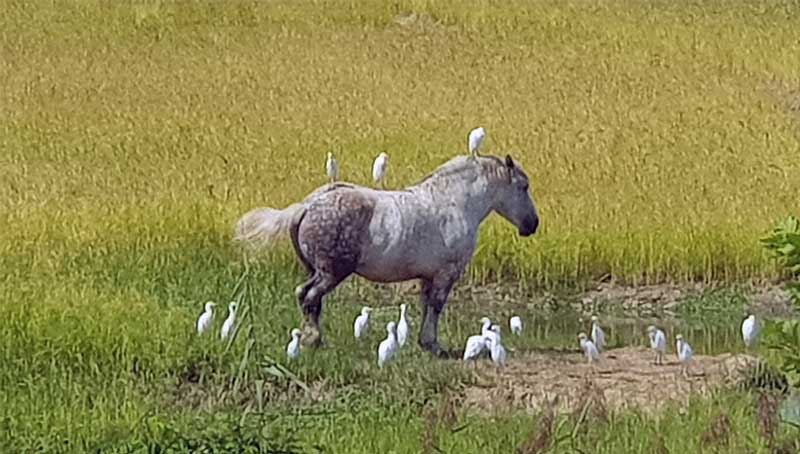 The inhabitants of the Nature Reserve