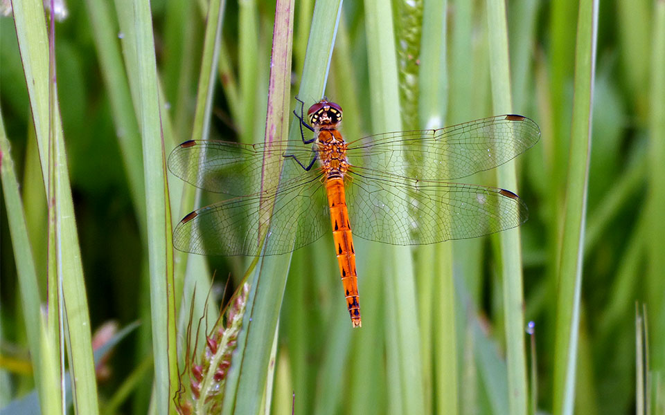 Sympecma paedisca