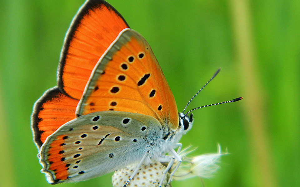 Lycaena Dispar