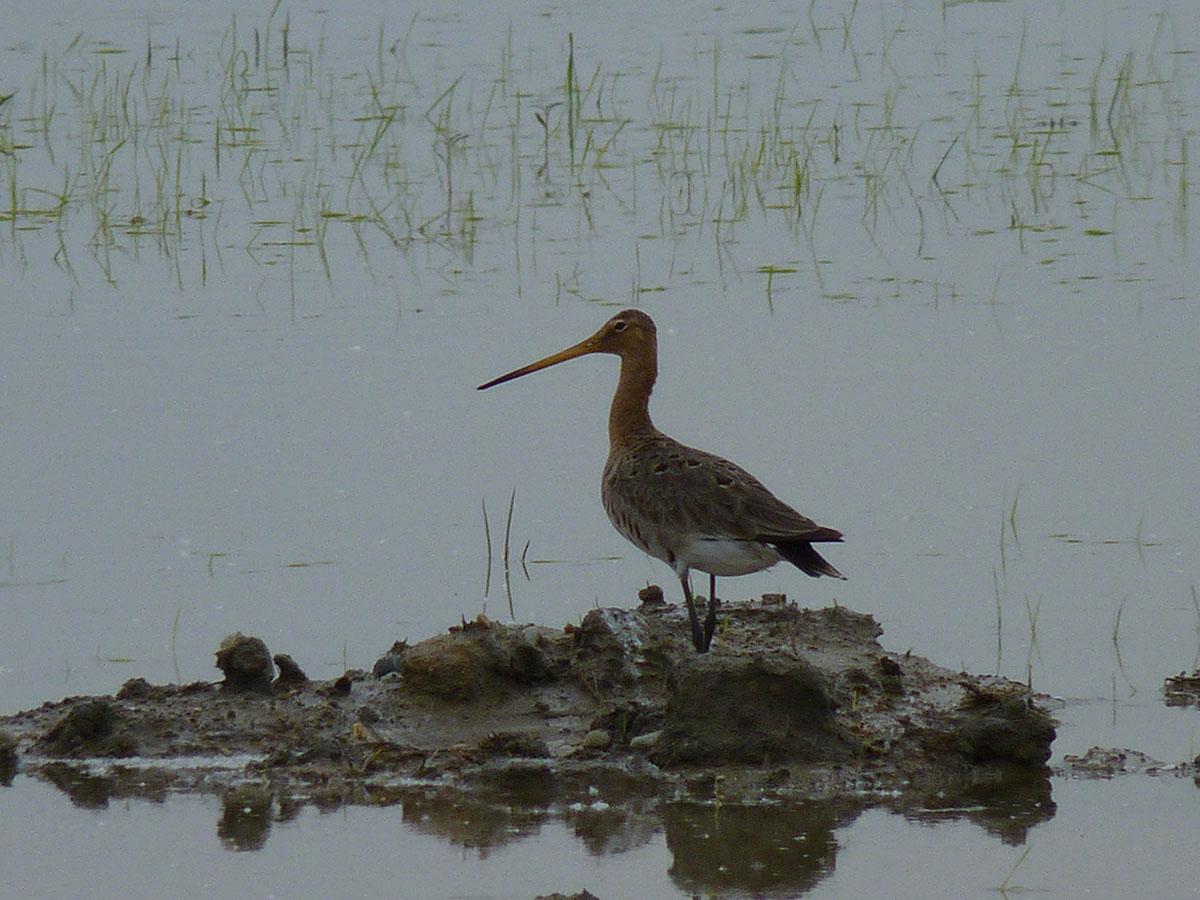 Black-tailed Godwit preparing to nest