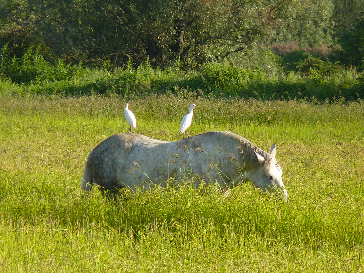 Grazing in company of Cattle Egrets