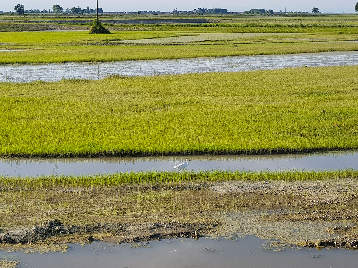 Egret walking in the Wetlands