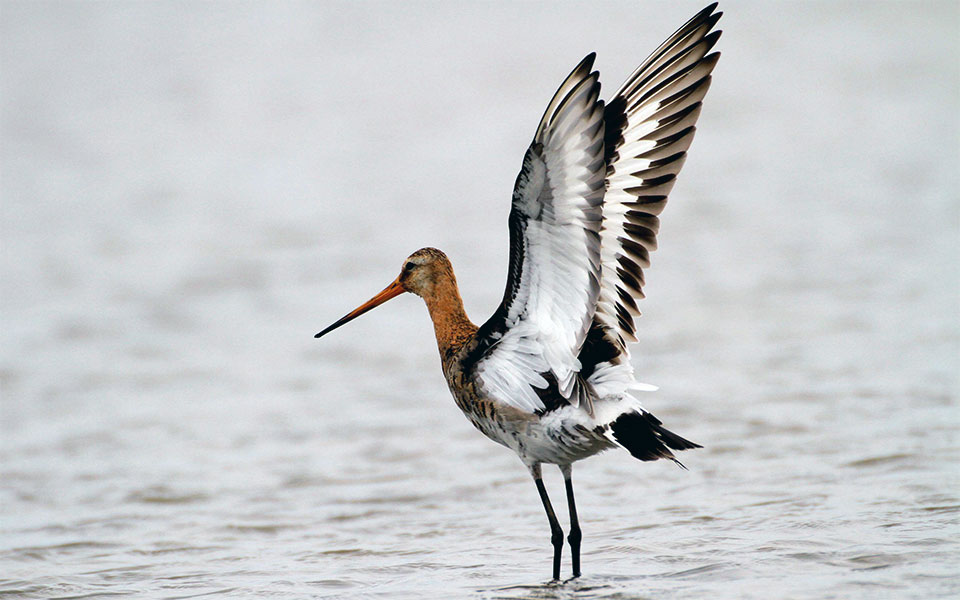 Godwit with open wings