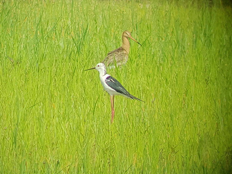 Black-Tailed Godwit and Black-Tailed Stilt 