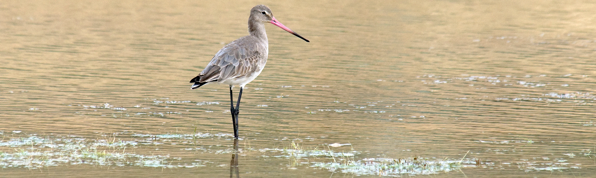 Black-tailed godwit in the paddy field