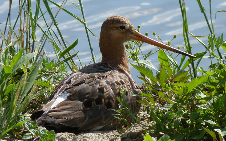 Black-Tailed Godwit resting