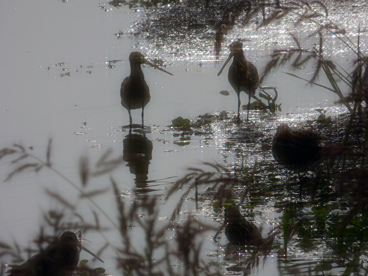 Black-tailed godwit in the paddy field