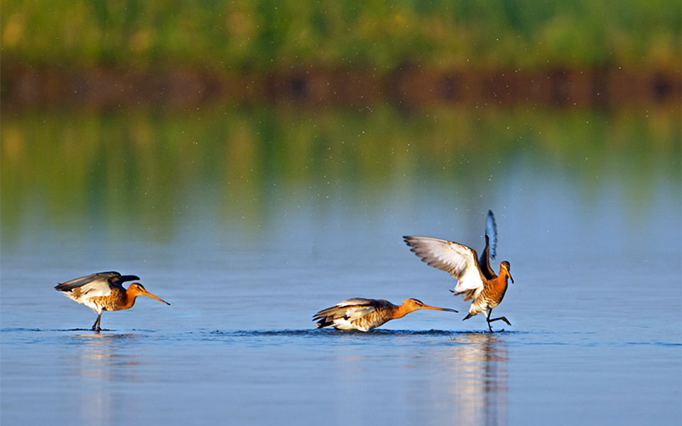 Black-tailed godwits chasing each other