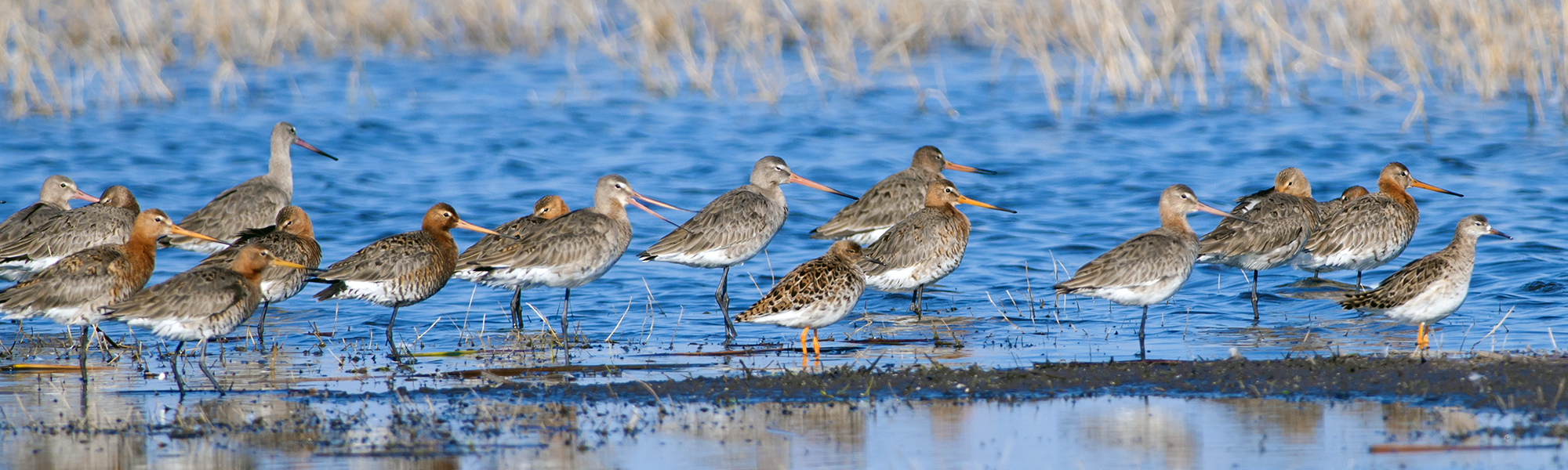 Black-tailed Godwit at sunset