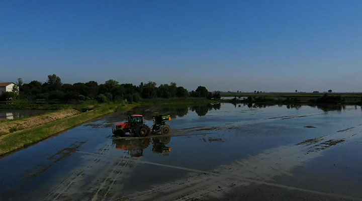 Semina del riso in acqua